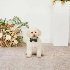 Sadie Dog Bow Tie Collar - Olive -Elegant Moments Shop olive sadie dog bow tie collar 01 bb81b87d 06d8 4711 bbef bac8bbfe109c
